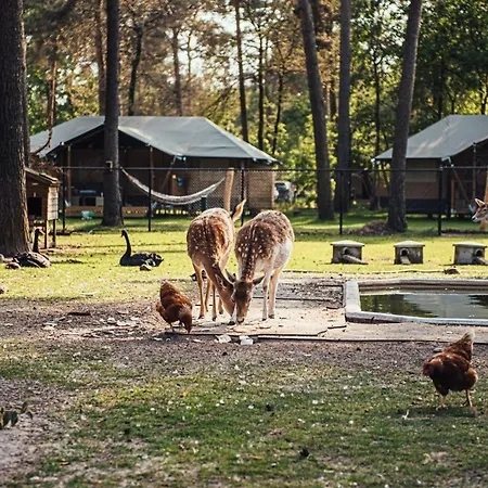 Chalet Timber-lodge Vessem