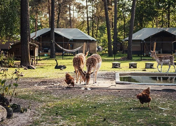 Σαλέ Timber-lodge Vessem